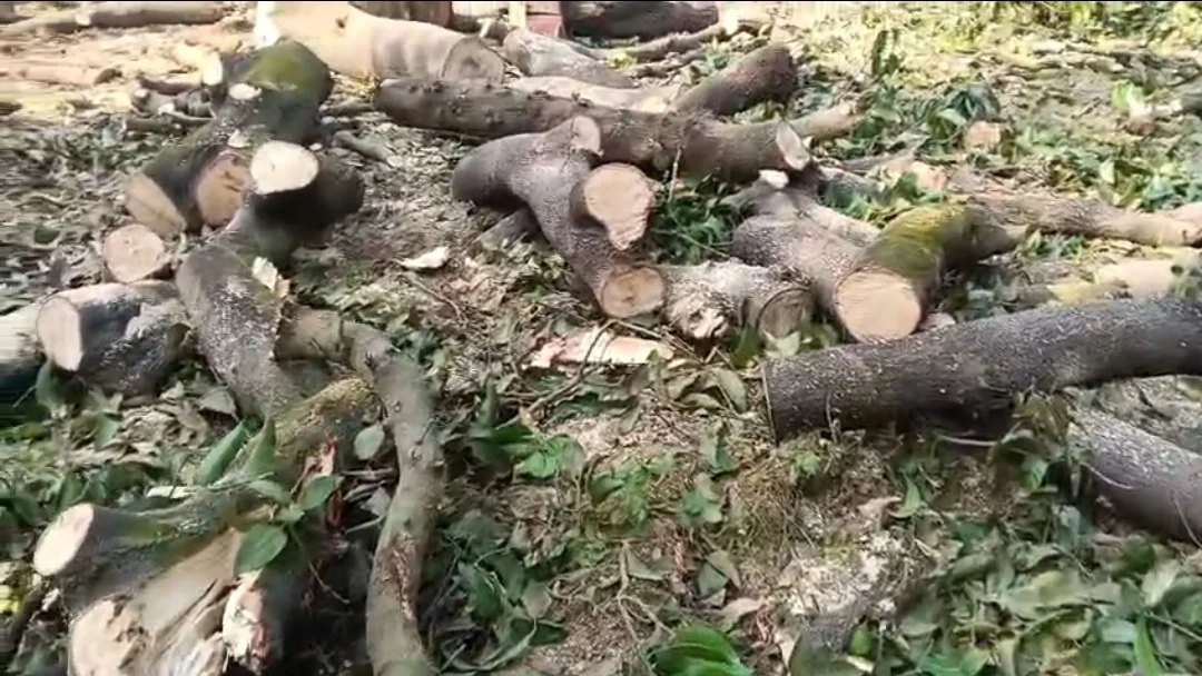 बुलंदशहर से बड़ी खबर: स्याना क्षेत्र के जंगलों में वन माफिया बेखौफ, प्रशासन मौन