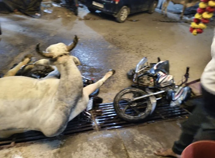 हरीगंज तिराहे पर बढ़ते आवारा सांडों से जनता दहशत में, प्रशासन पर लापरवाही के आरोप