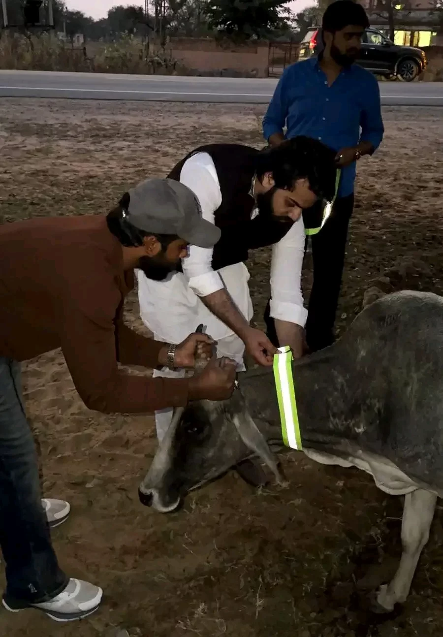 फतेहपुर में टीम गाजी खान ने शुरू किया अभियान, 500 से अधिक गायों के गले में लगाए रेडियम पट्टे