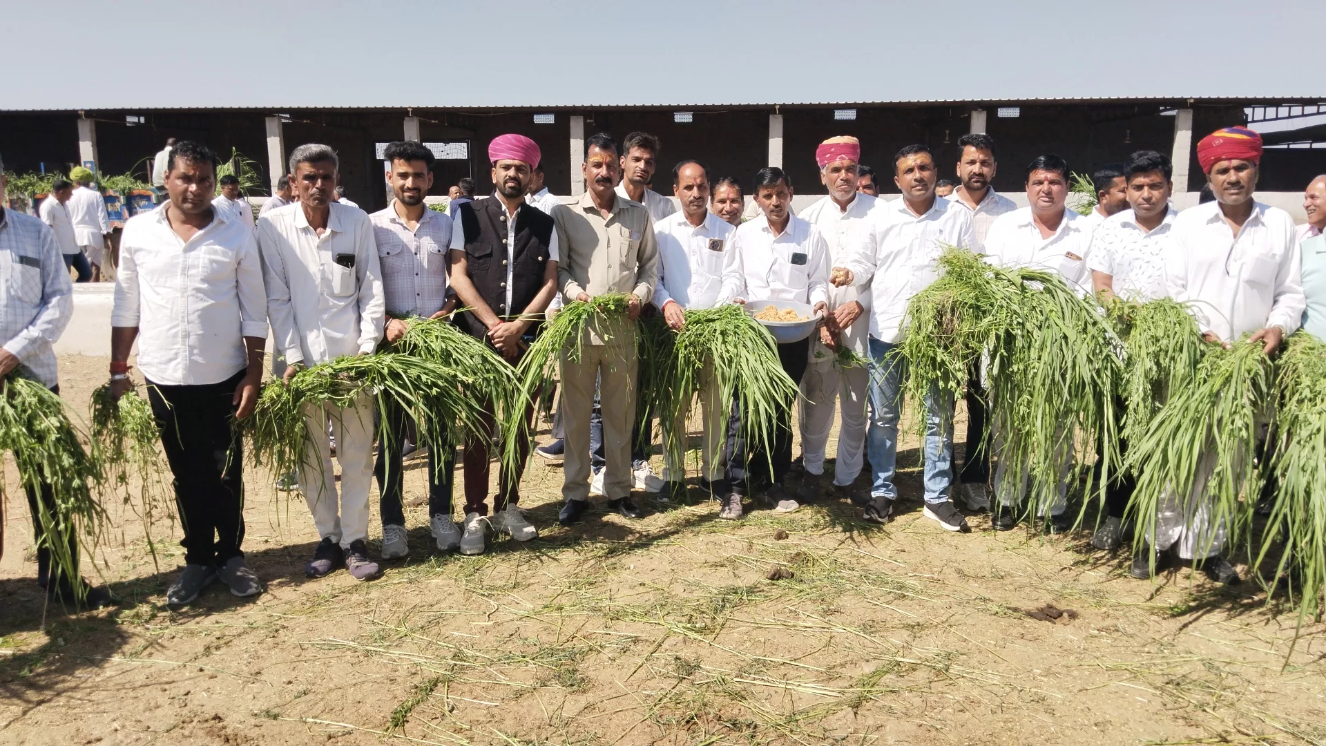 गो शाला में गायों को खिलाया गुड़ और हरा चारा