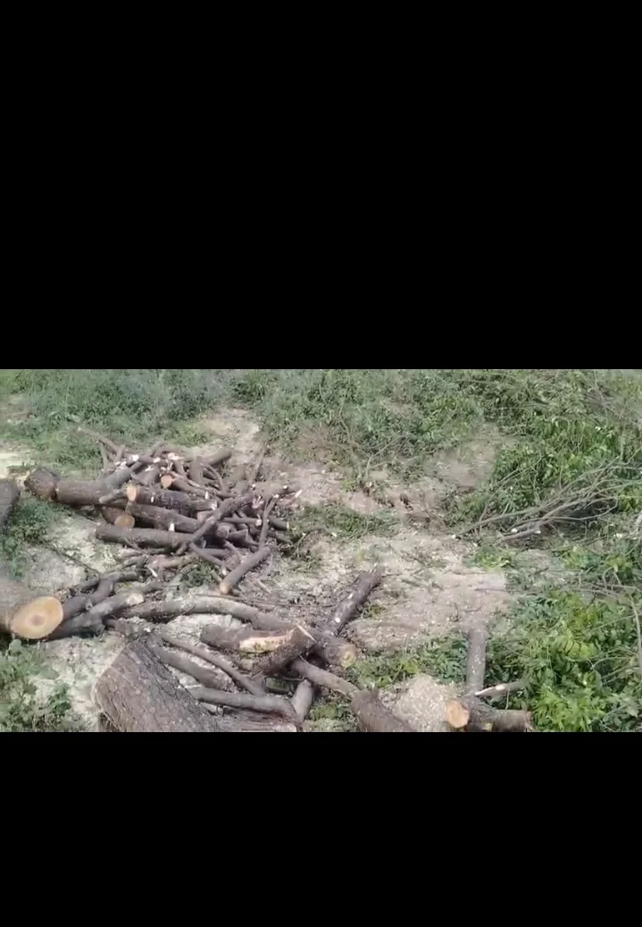 धरती की कोख खाली करने में जुटे हरियाली के दुश्मन