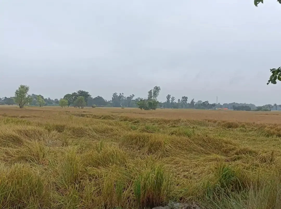 साशन द्वारा सर्वे कर किसानों को दिया जाए बर्बाद धान की फसलों का मुआवजा