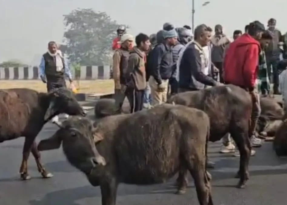 टायर फटने से बड़ा हादसा, 11 पशुओं की मौत, 6 घायल