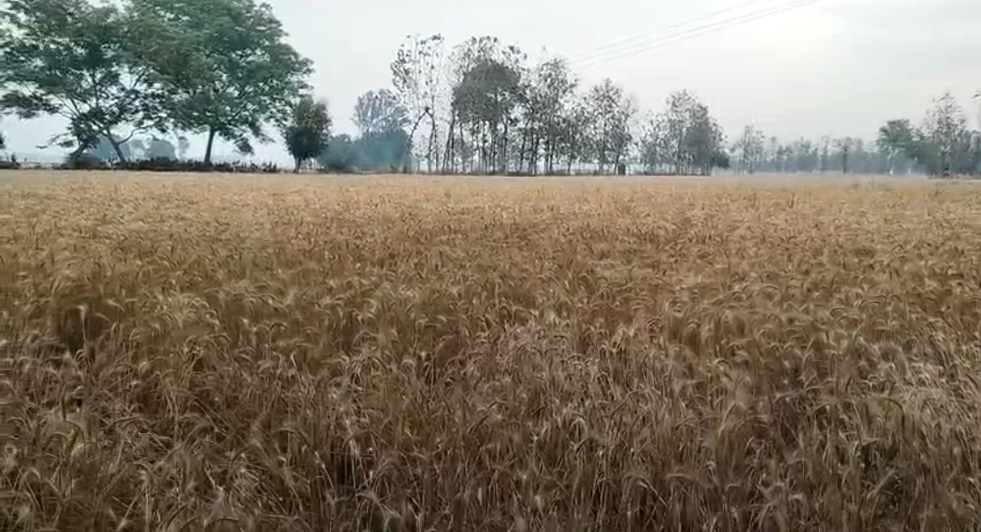 आंधी-तूफान के कारण खेतों में खड़ी फसलों की कटाई का काम पूरी तरह से प्रभावित