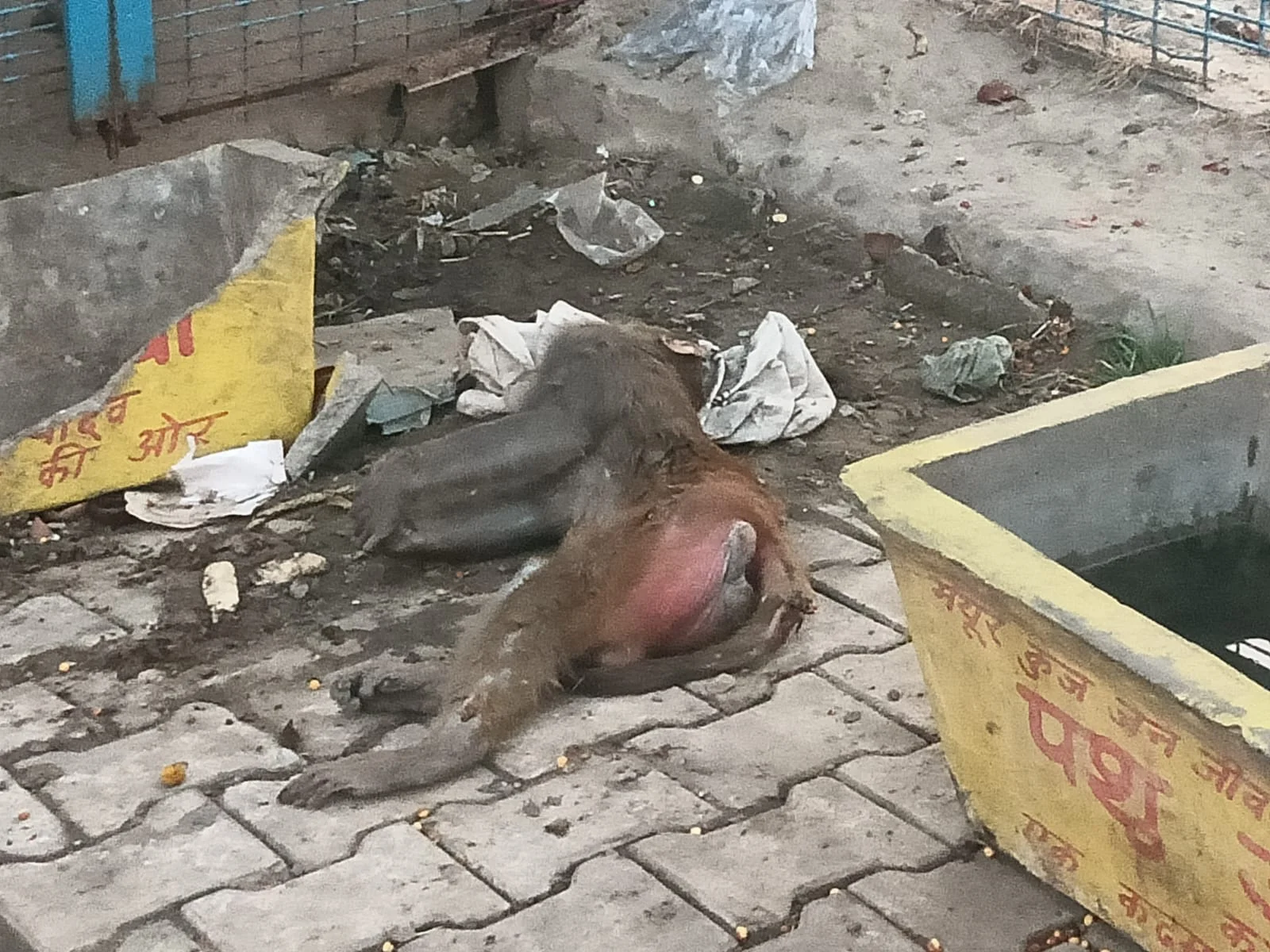 नगर निगम और वन विभाग की लापरवाही से गई मासूम जान