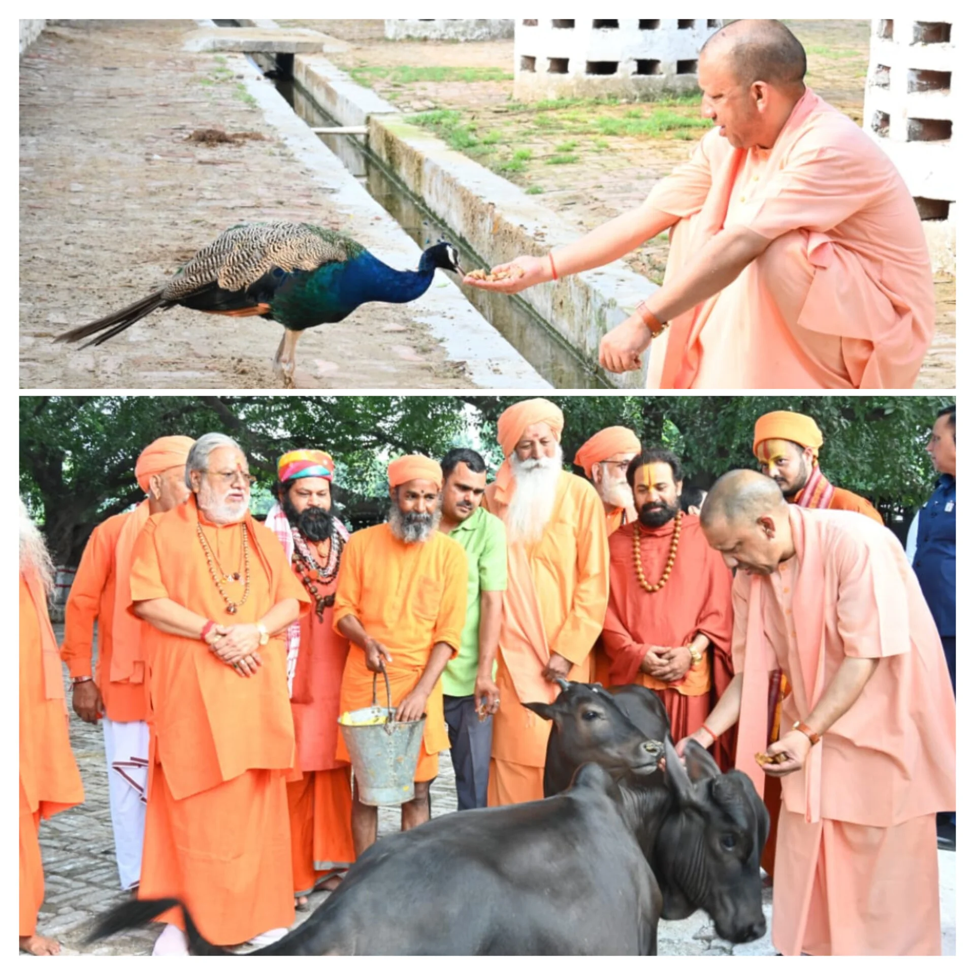 गोरखनाथ मंदिर प्रवास के दौरान मुख्यमंत्री योगी आदित्यनाथ ने गोवंश और मोर संग जताया स्नेह