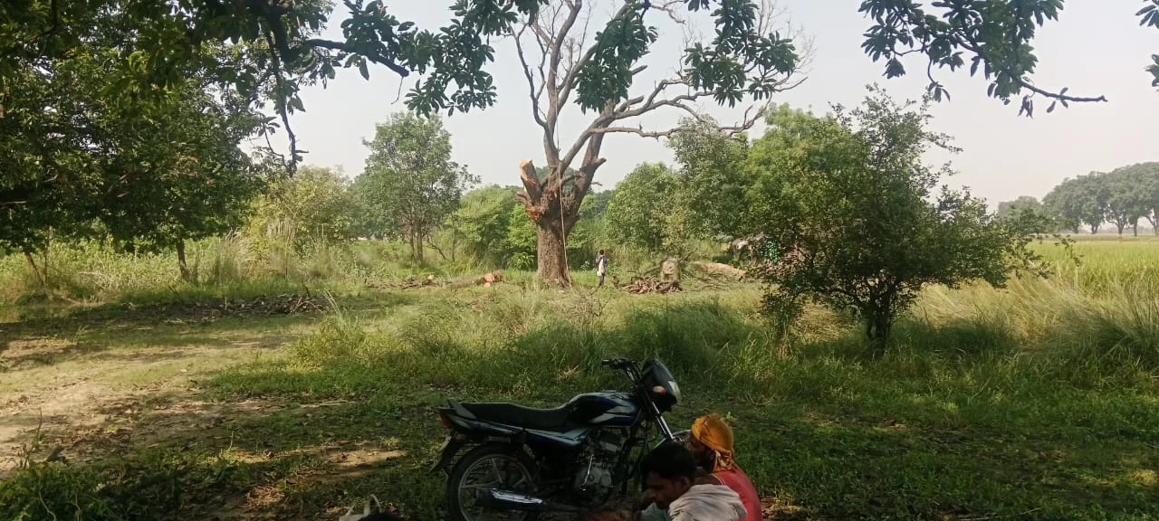 कौशांबी में लकड़ी माफिया का आतंक! बिना अनुमति काटा गया आम का पेड़, प्रशासन मौन