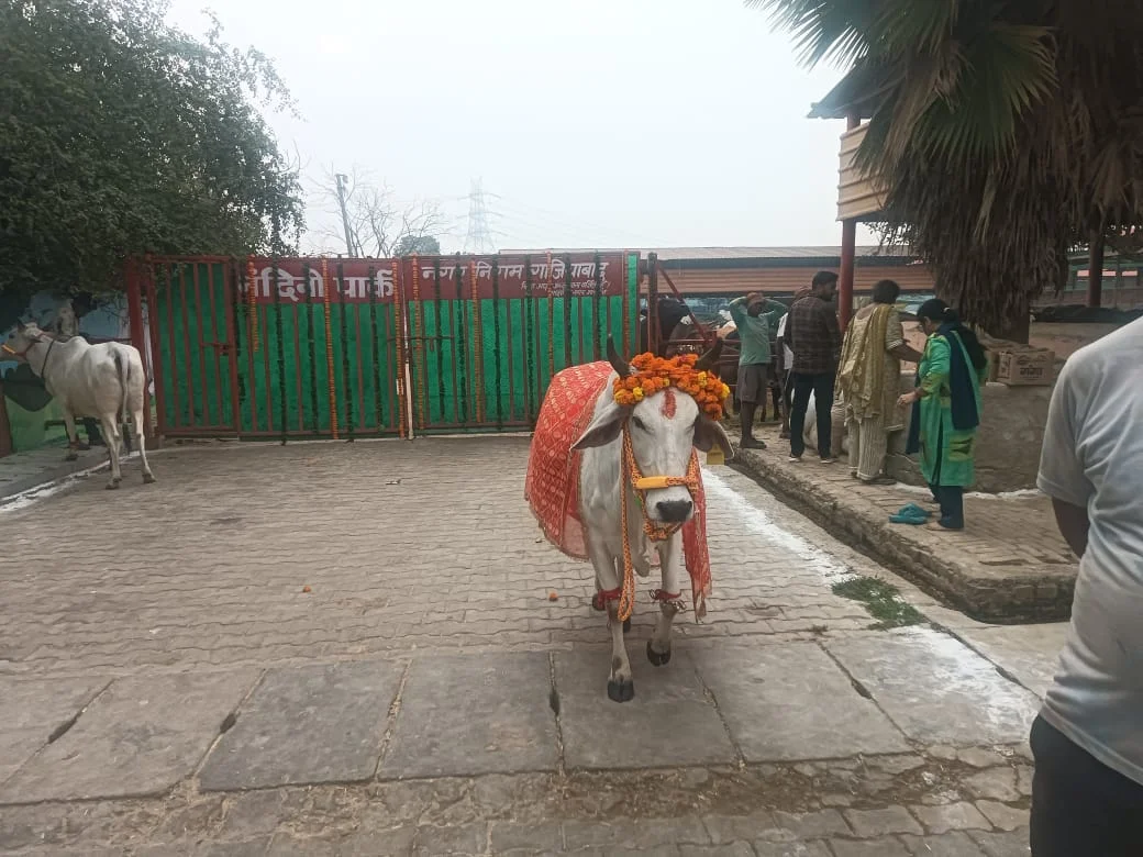 1800 से अधिक गौवंशों का स्वास्थ्य परीक्षण और सजावट की गई।