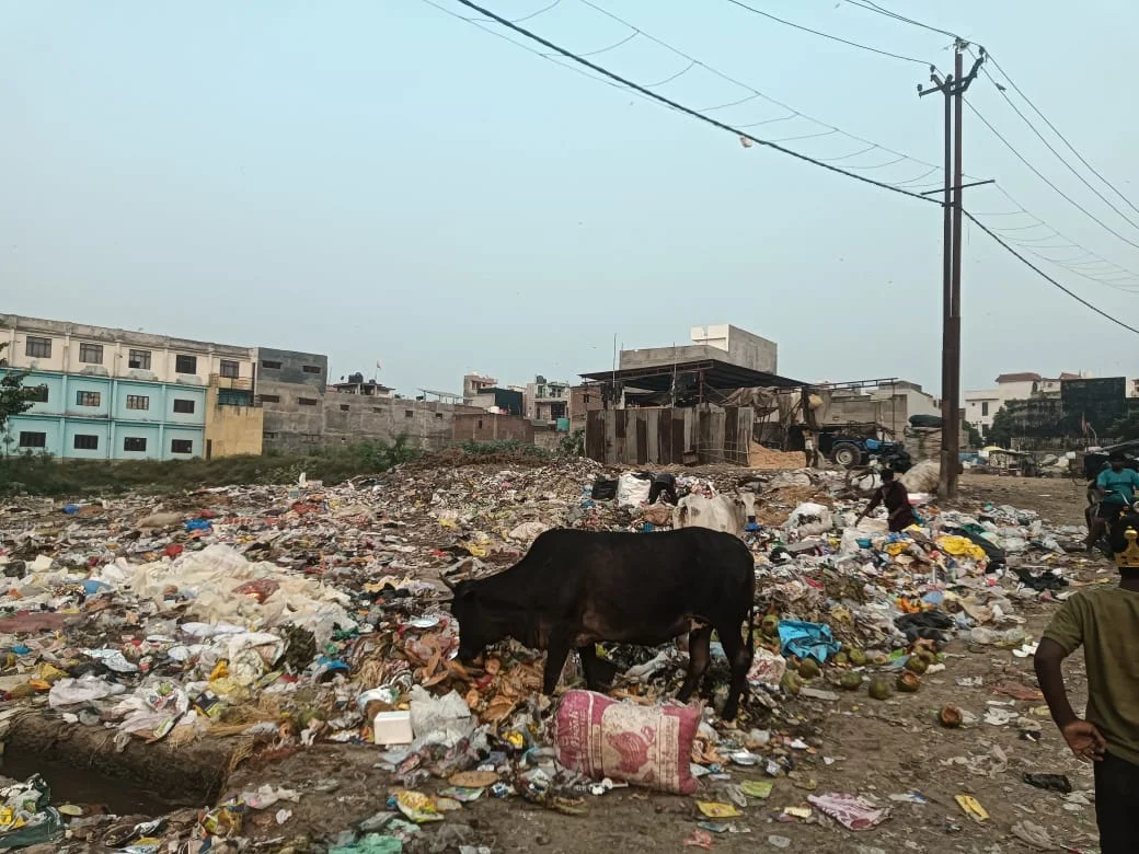 आवारा पशु कूड़े में खोज रहे भोजन — जनता में बढ़ता आक्रोश
