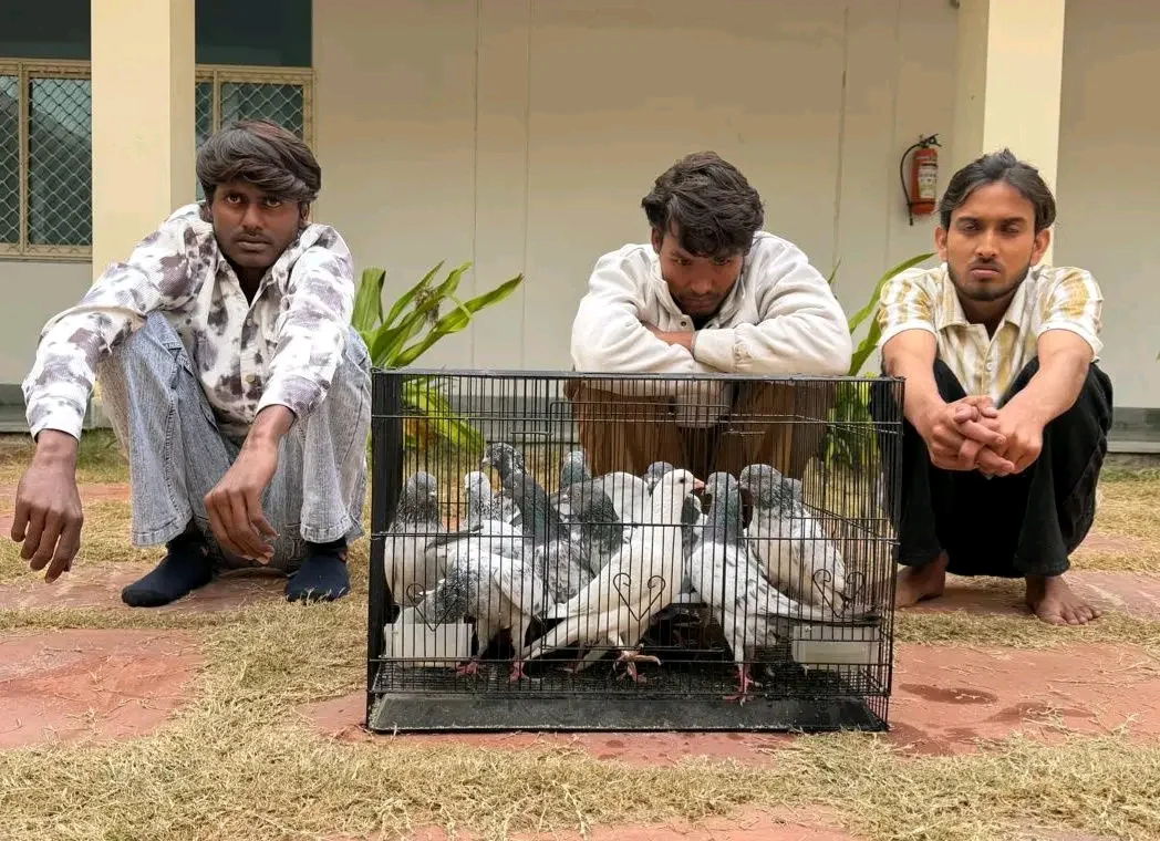 15 कबूतर बरामद, आरोपियों से पूछताछ जारी