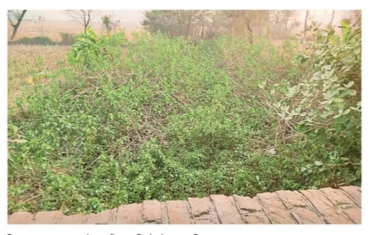 ग्रामीण ने डीएम से जेसीबी मशीन द्वारा नाले की सफाई व बांध मरम्मत की मांग की