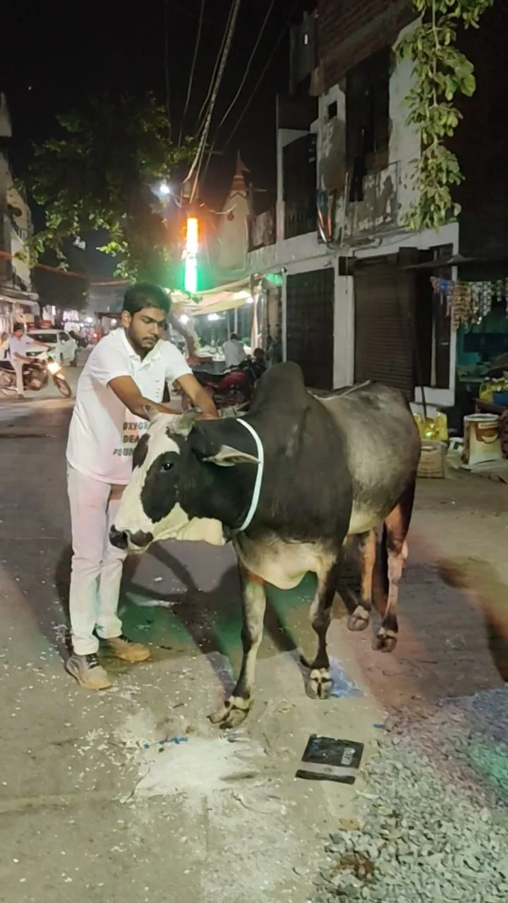 रात में गायों की सुरक्षा के लिए युवाओं की अनोखी पहल
