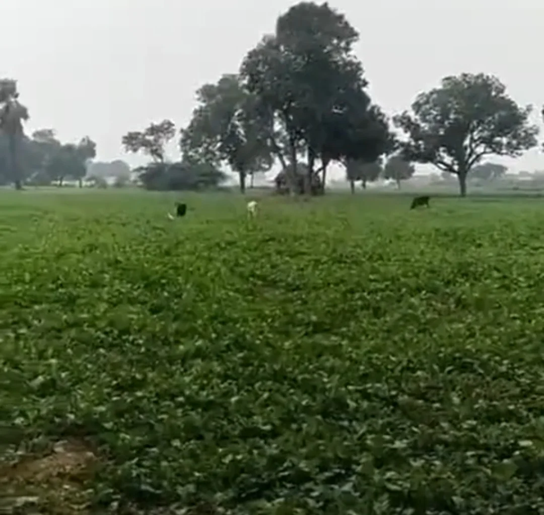 आवारा गोवंश कर रहे फसलों को बर्बाद